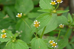 Galinsoga parviflora